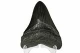Fossil Megalodon Tooth - Georgia #144296-1